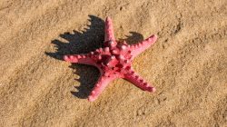 bintang laut